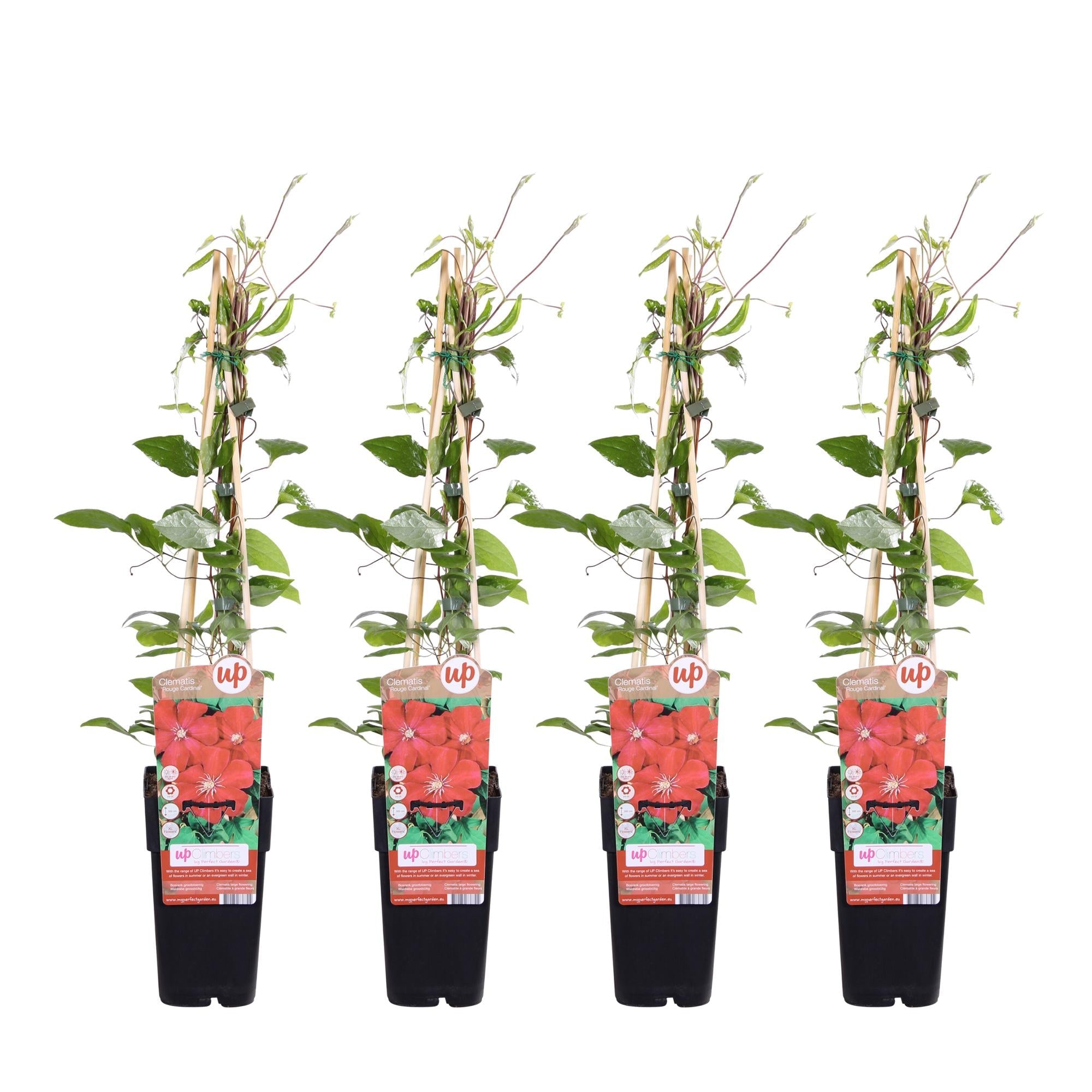 green-guardia-unsere-pflanzen-clematis-rouge-cardinal-kletterpflanze-rot image 3