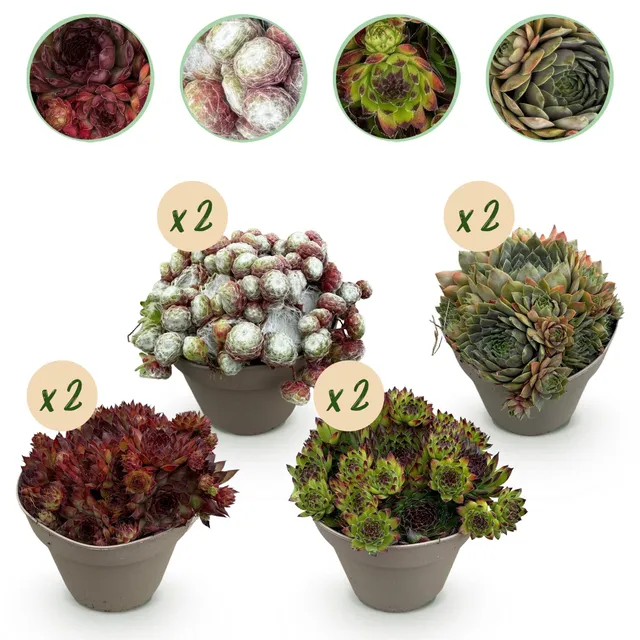 green-guardia-big-sam-sempervivum-bodendecker-8-pflanzen-mix image 1