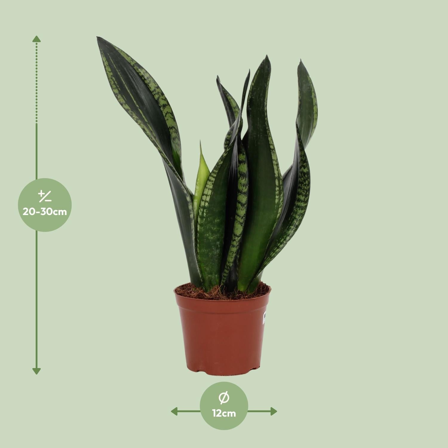 green-guardia-whitney-bogenhanf-zimmerpflanze-12cm-topf image 2