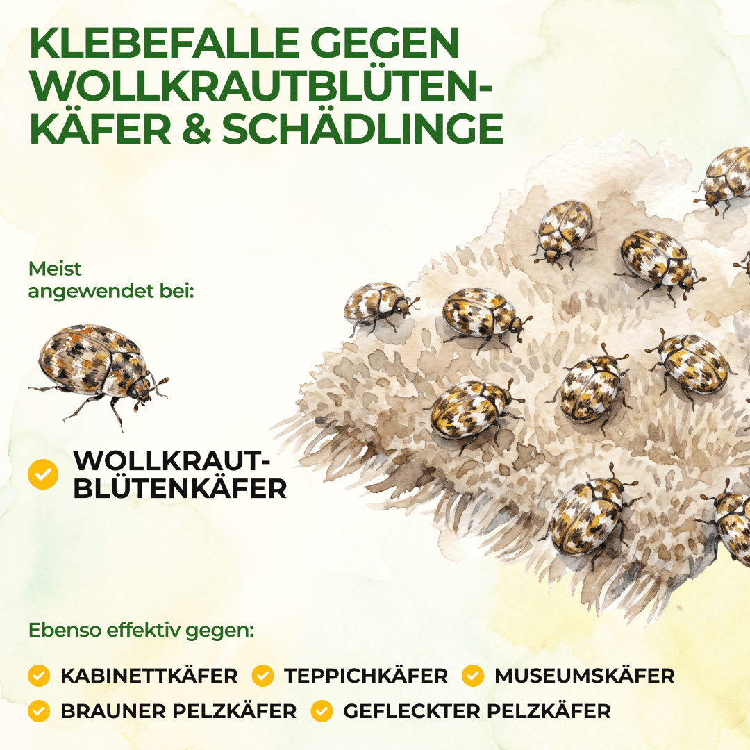 green-guardia-wollkrautbl-tenk-fer-falle-3-fallen image 2
