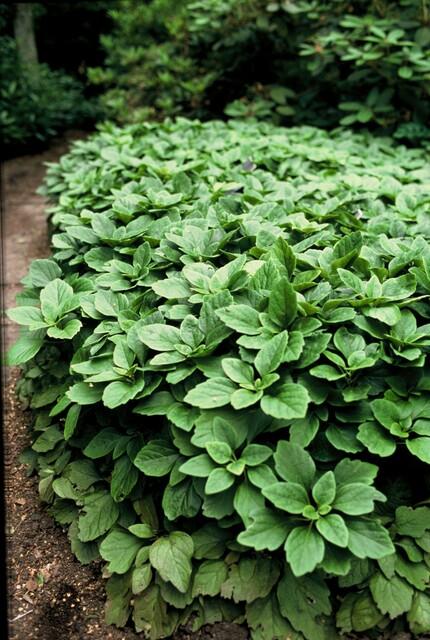 green-guardia-unsere-pflanzen-pachysandra-bodendecker-6-pflanzen-schatten image 4