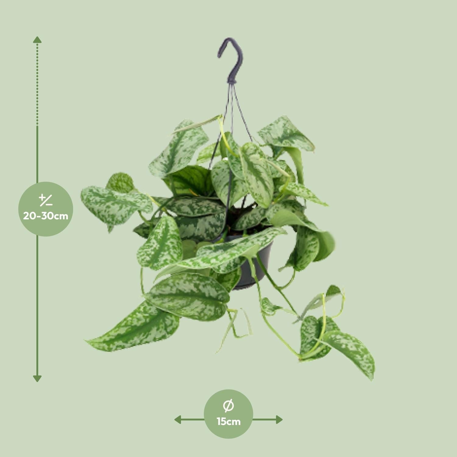 green-guardia-scindapsus-trebie-efeutute-12-cm-topf-15-cm image 4