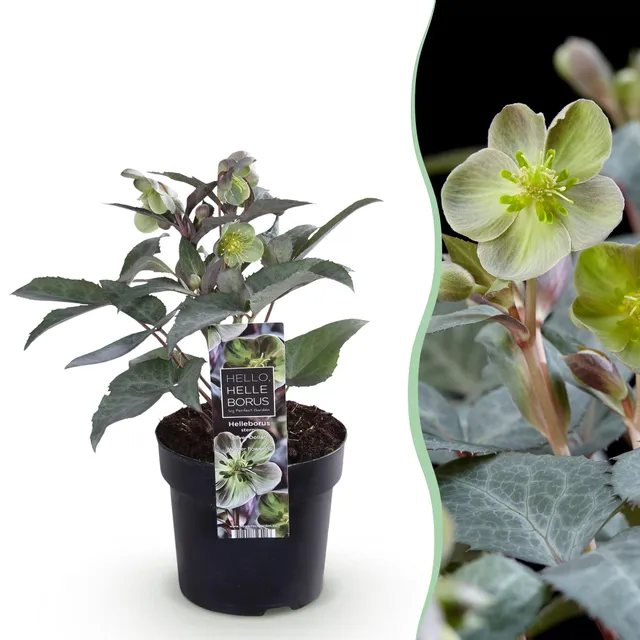 green-guardia-helleborus-sternii-silver-dollar-pflanze-1x-immergr-n image 1