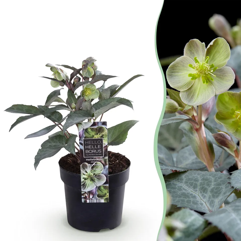 green-guardia-helleborus-sternii-silver-dollar-pflanze-1x-immergr-n image 1