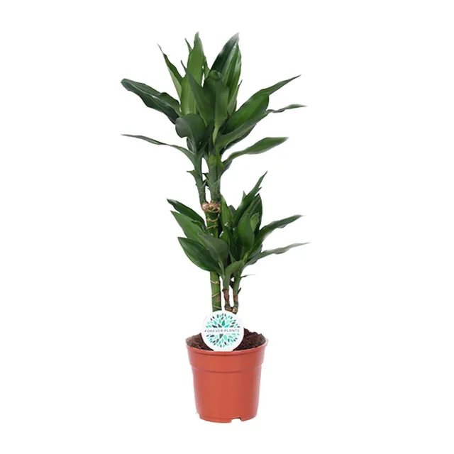 green-guardia-dracaena-janet-lind-drachenbaum-17-cm-70-cm image 1