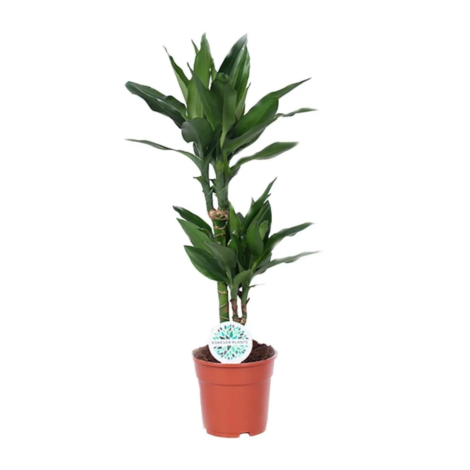 green-guardia-dracaena-janet-lind-drachenbaum-17-cm-70-cm image 1