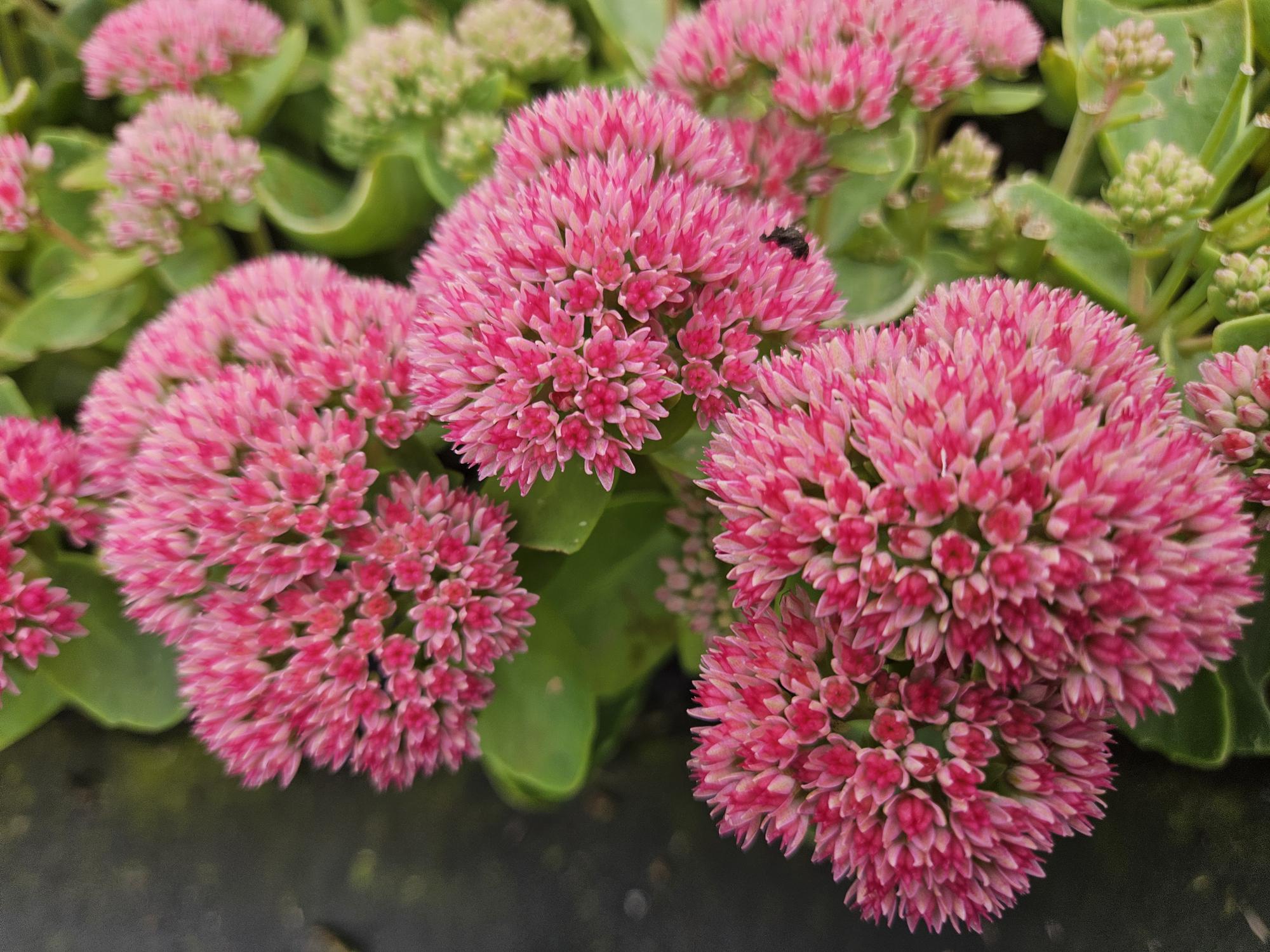 green-guardia-unsere-pflanzen-sedum-herbstfreude-fetthenne-6-pflanzen image 4