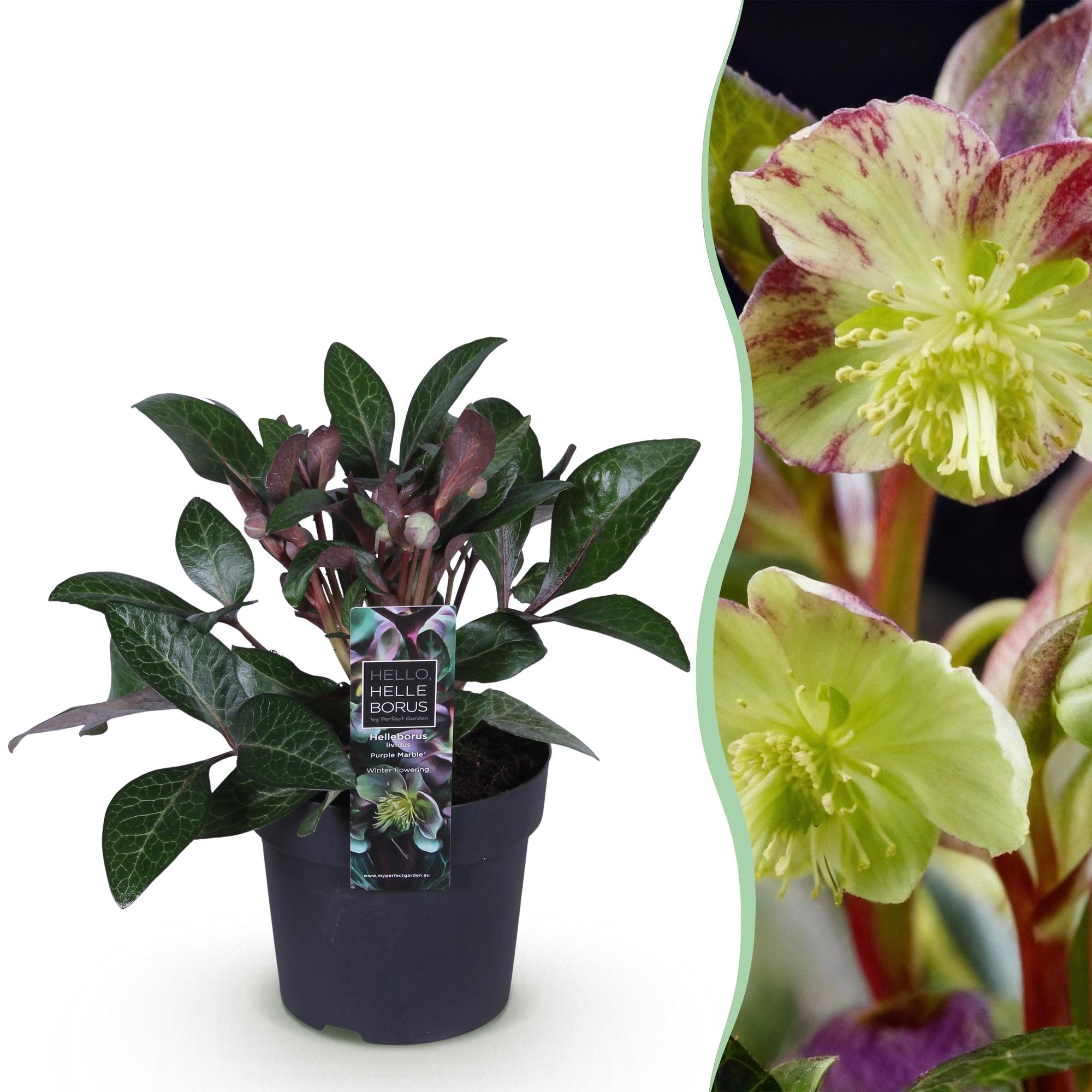 green-guardia-helleborus-purple-marble-staude-14cm-lila-winterbl-hend image 1