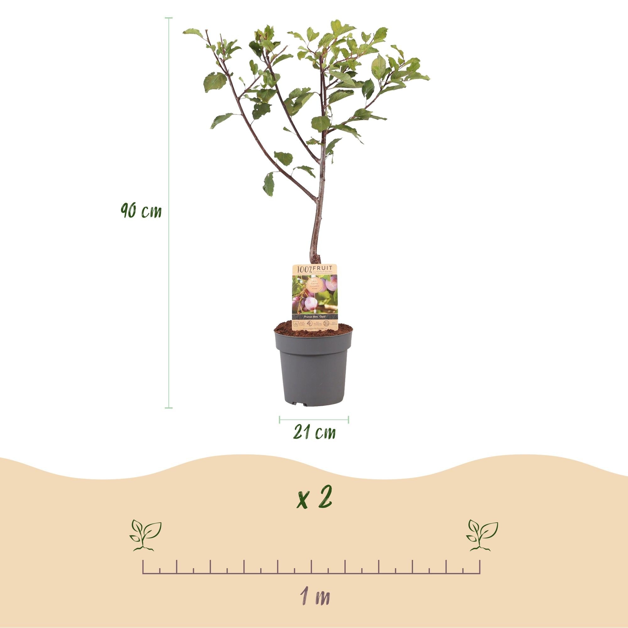 green-guardia-unsere-pflanzen-pflaumenbaum-opal-90cm-obstgeh-lz image 4