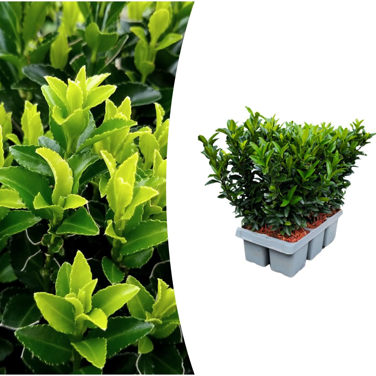 green-guardia-unsere-pflanzen-euonymus-green-spire-6er-pack-hecke image 1