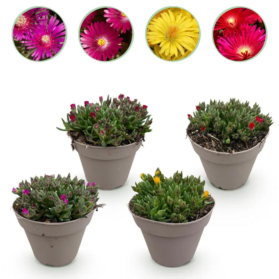 green-guardia-unsere-pflanzen-delosperma-bodendecker-4-pflanzen image 1