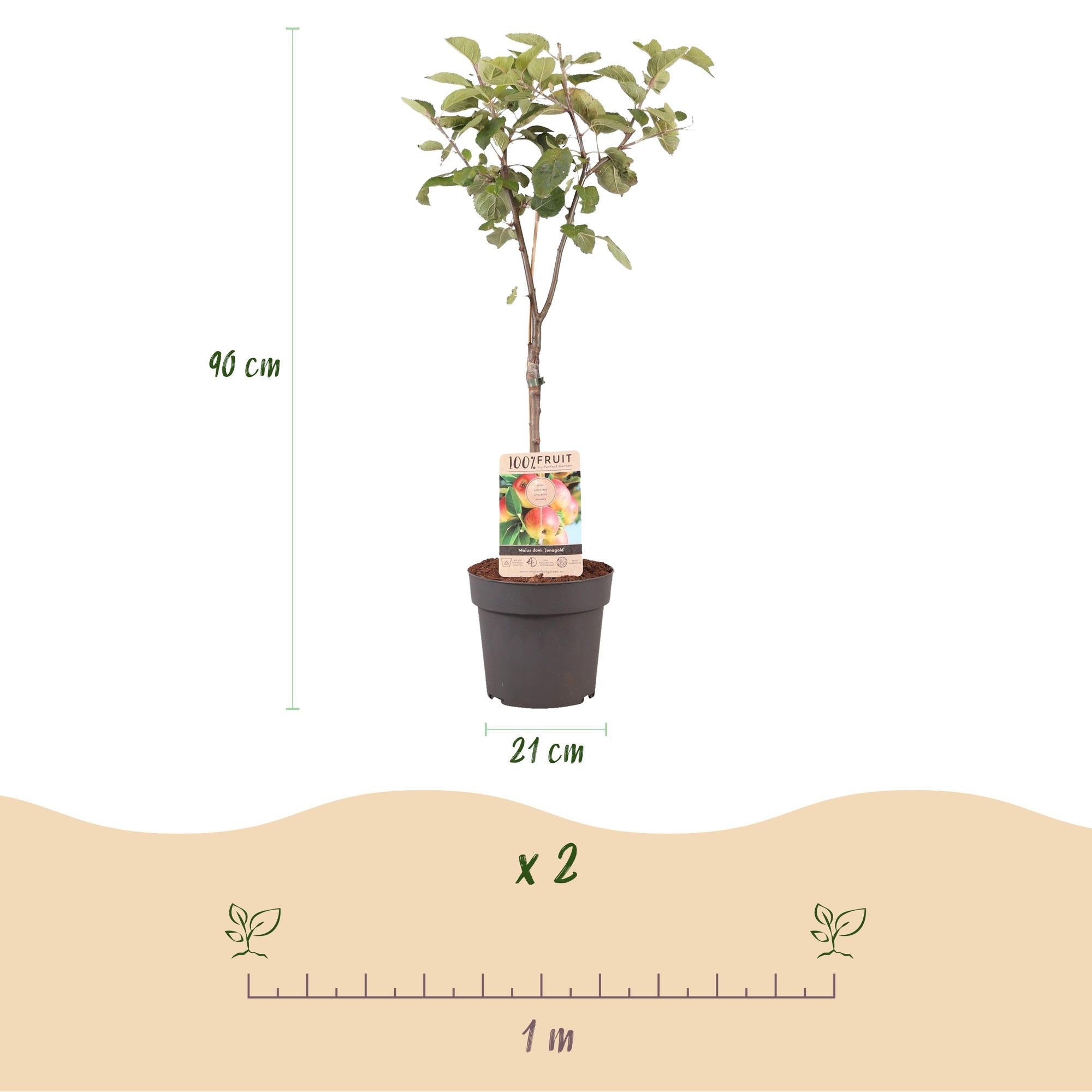green-guardia-jonagold-apfelbaum-obstpflanze-90-cm-s-ss-sauer image 3