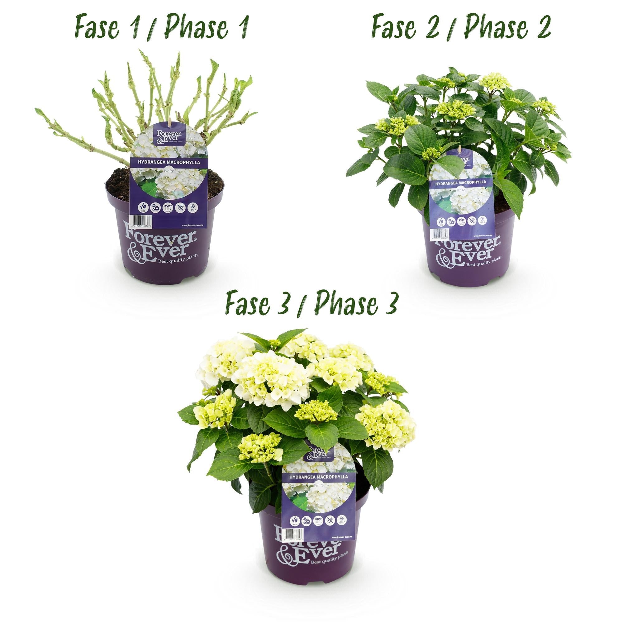 green-guardia-unsere-pflanzen-hortensie-forever-ever-wei-1-pflanze image 3