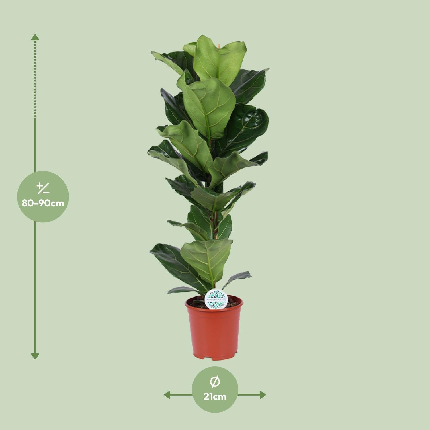 green-guardia-unsere-pflanzen-ficus-lyrata-geigenfeige-12cm-30cm image 7