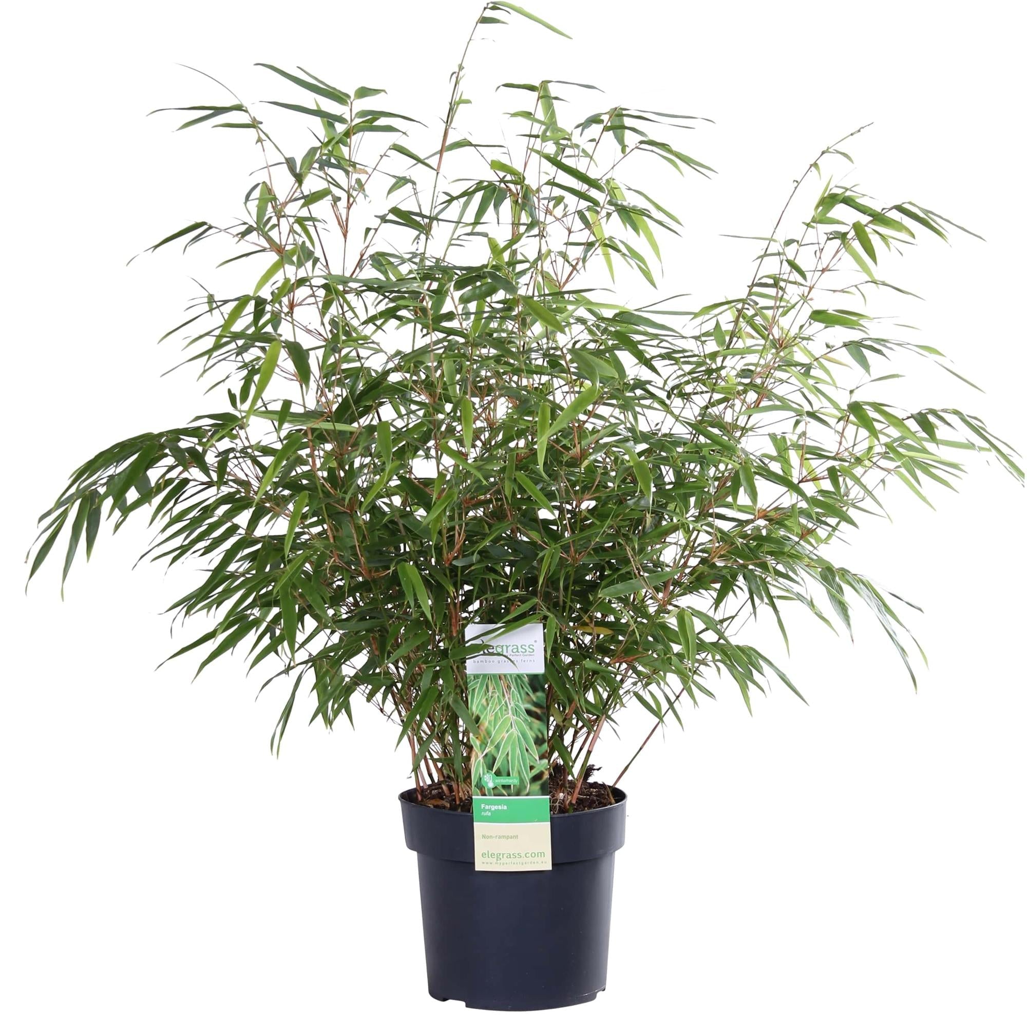 green-guardia-unsere-pflanzen-fargesia-rufa-bambus-80-cm-sichtschutz image 5