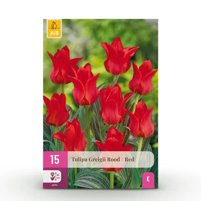 green-guardia-unsere-pflanzen-blumenzwiebeln-tulpe-greigii-red-15x image 1