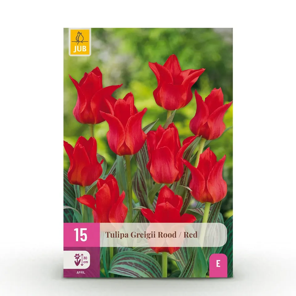 green-guardia-unsere-pflanzen-blumenzwiebeln-tulpe-greigii-red-15x image 1