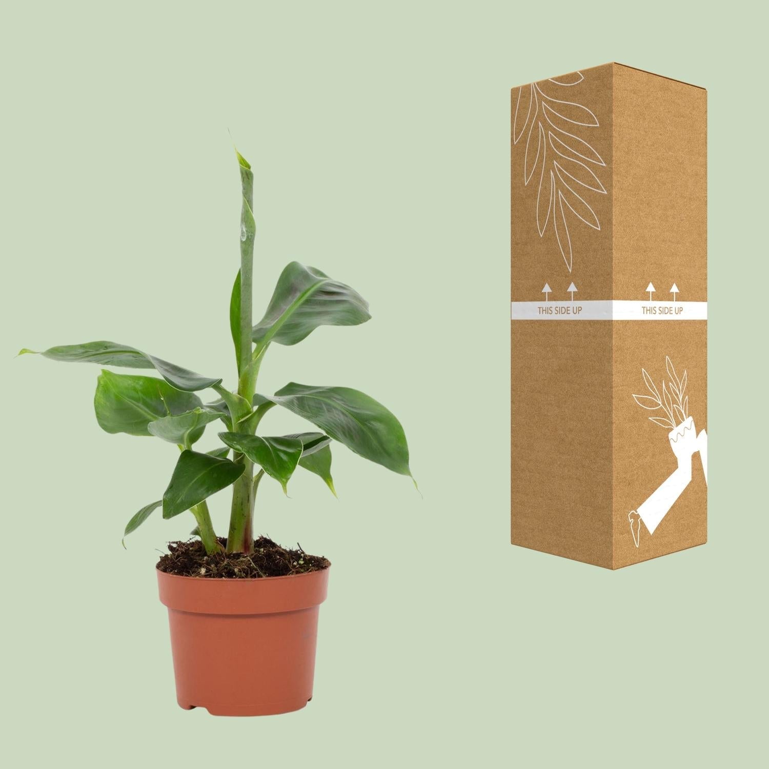 green-guardia-musa-tropicana-zwergbanane-12-cm-topf-bananenpflanze image 3