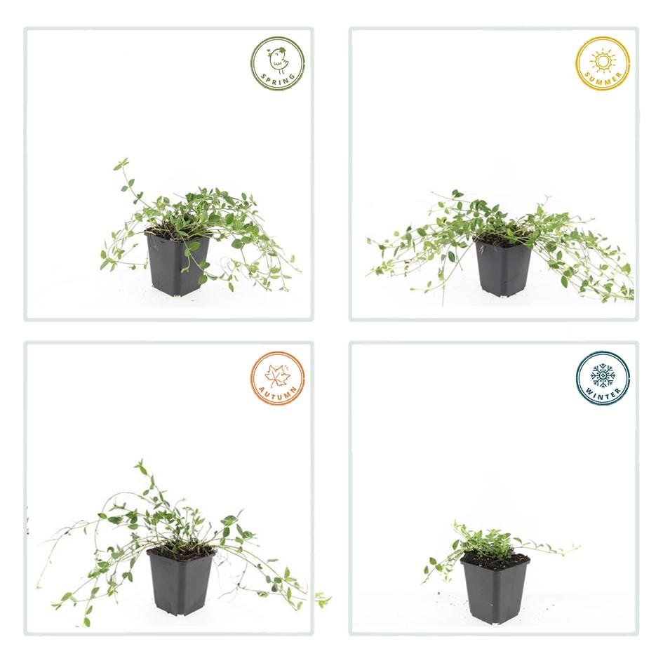 green-guardia-immergr-n-gertrude-jekyll-bodendecker-9cm-wei image 3