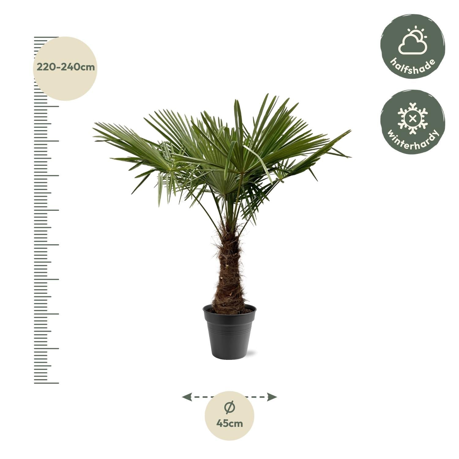 green-guardia-trachycarpus-hanfpalme-120-cm-winterhart-palme image 5