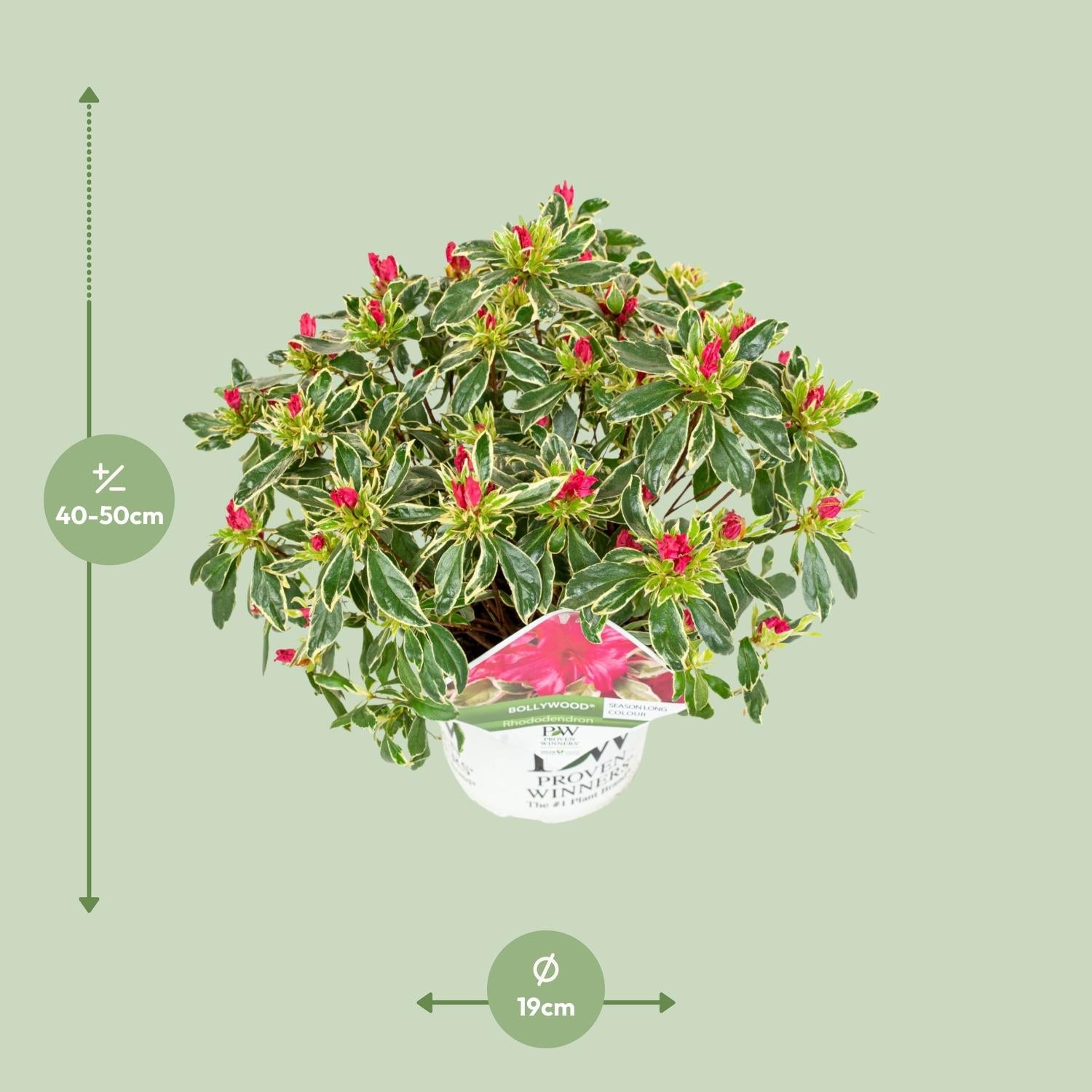 green-guardia-unsere-pflanzen-rhododendron-bollywood-30cm-pink image 2