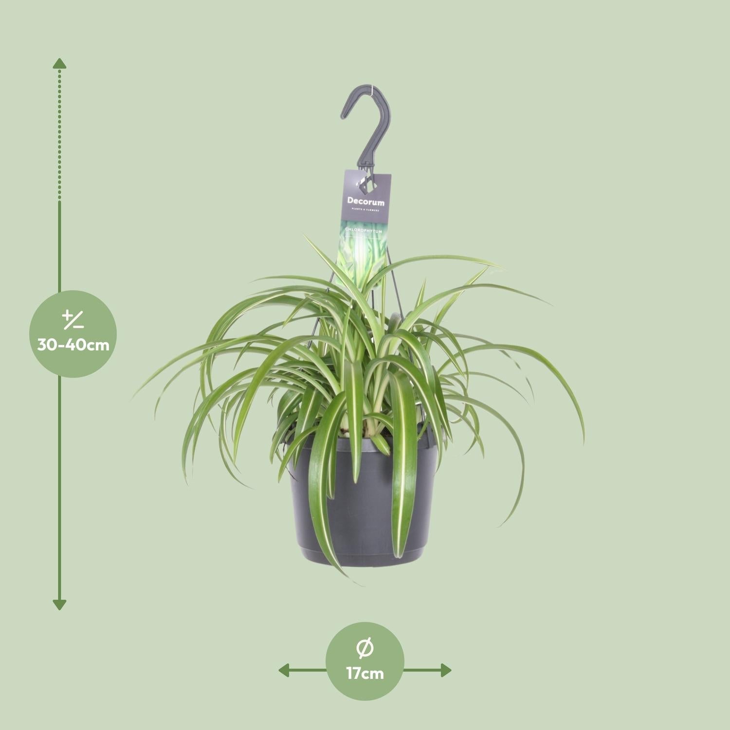 green-guardia-gr-nlilie-bonnie-chlorophytum-17-cm-topf image 2