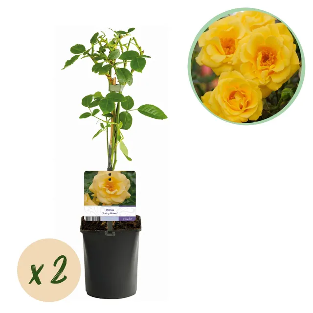 green-guardia-spring-queen-kletterrose-gelb-2x11cm-40cm image 1