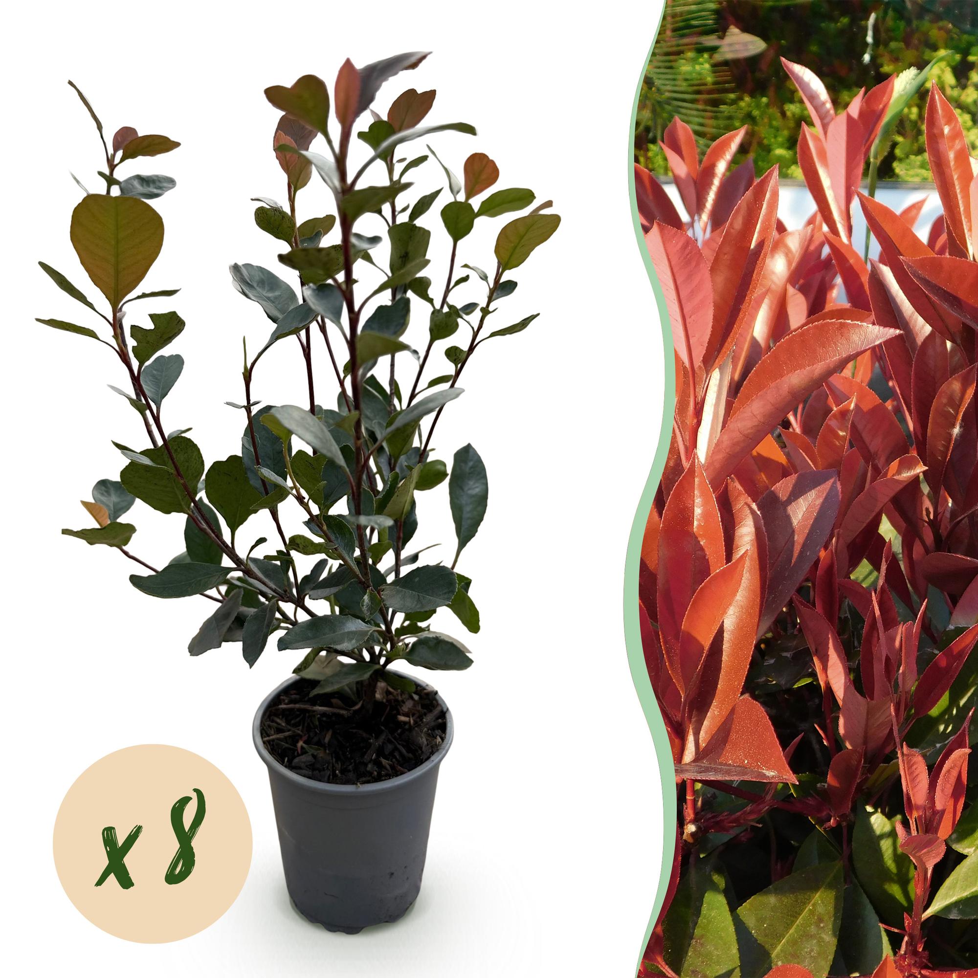 green-guardia-unsere-pflanzen-photinia-little-red-robin-hecke-8er-set image 1