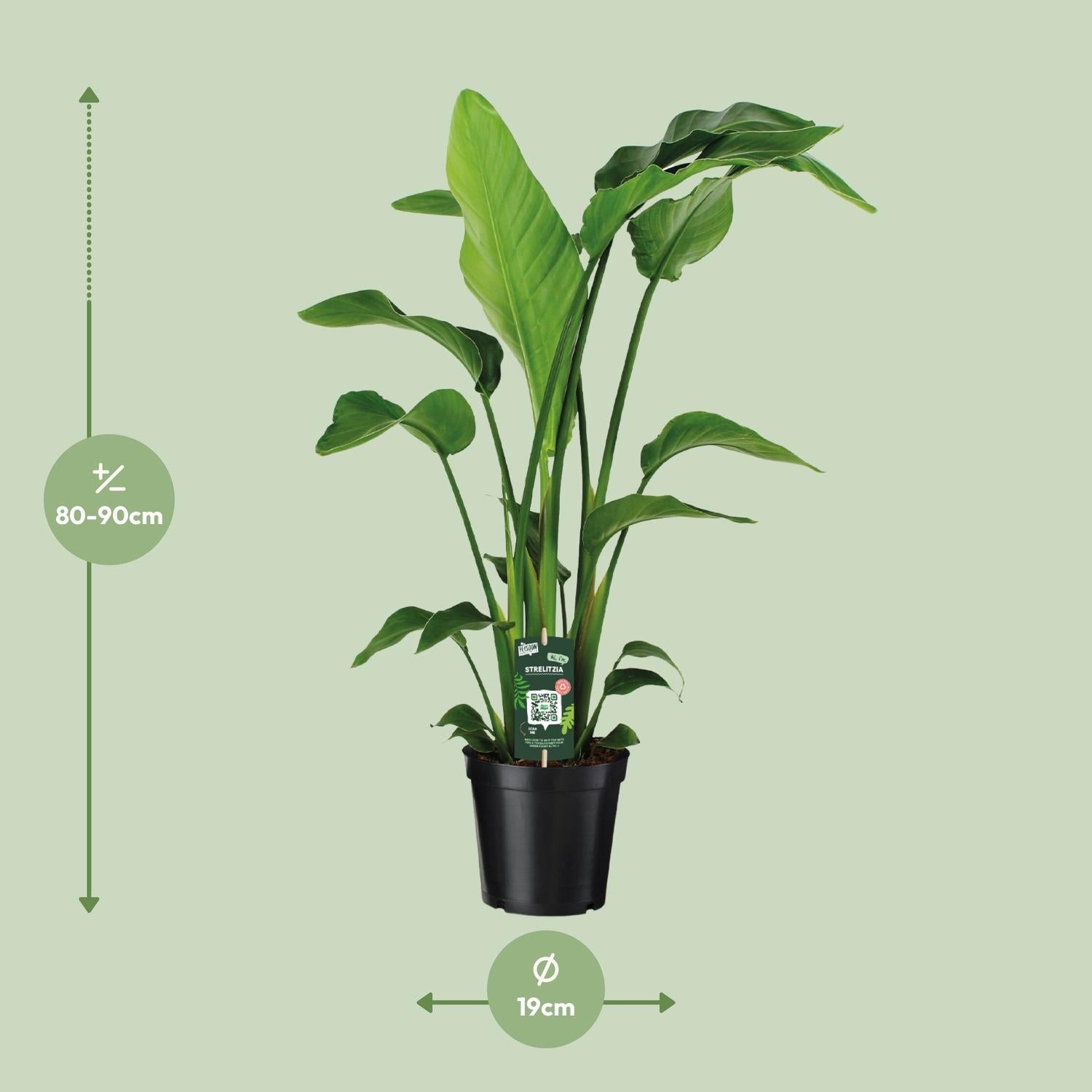 green-guardia-unsere-pflanzen-strelitzia-nicolai-90-cm-wei-e-bl-te-zimmerpflanze image 8