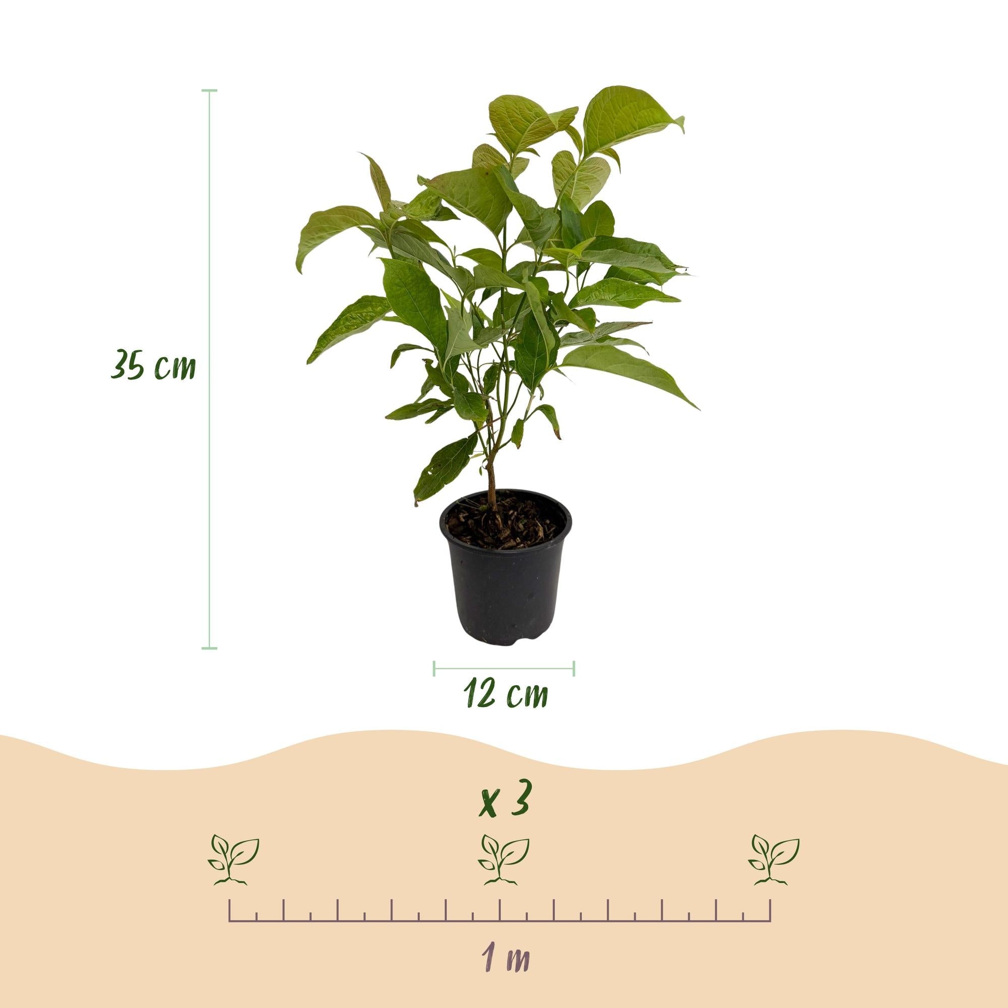 green-guardia-unsere-pflanzen-cornus-mas-zierstrauch-12cm-gelb image 2