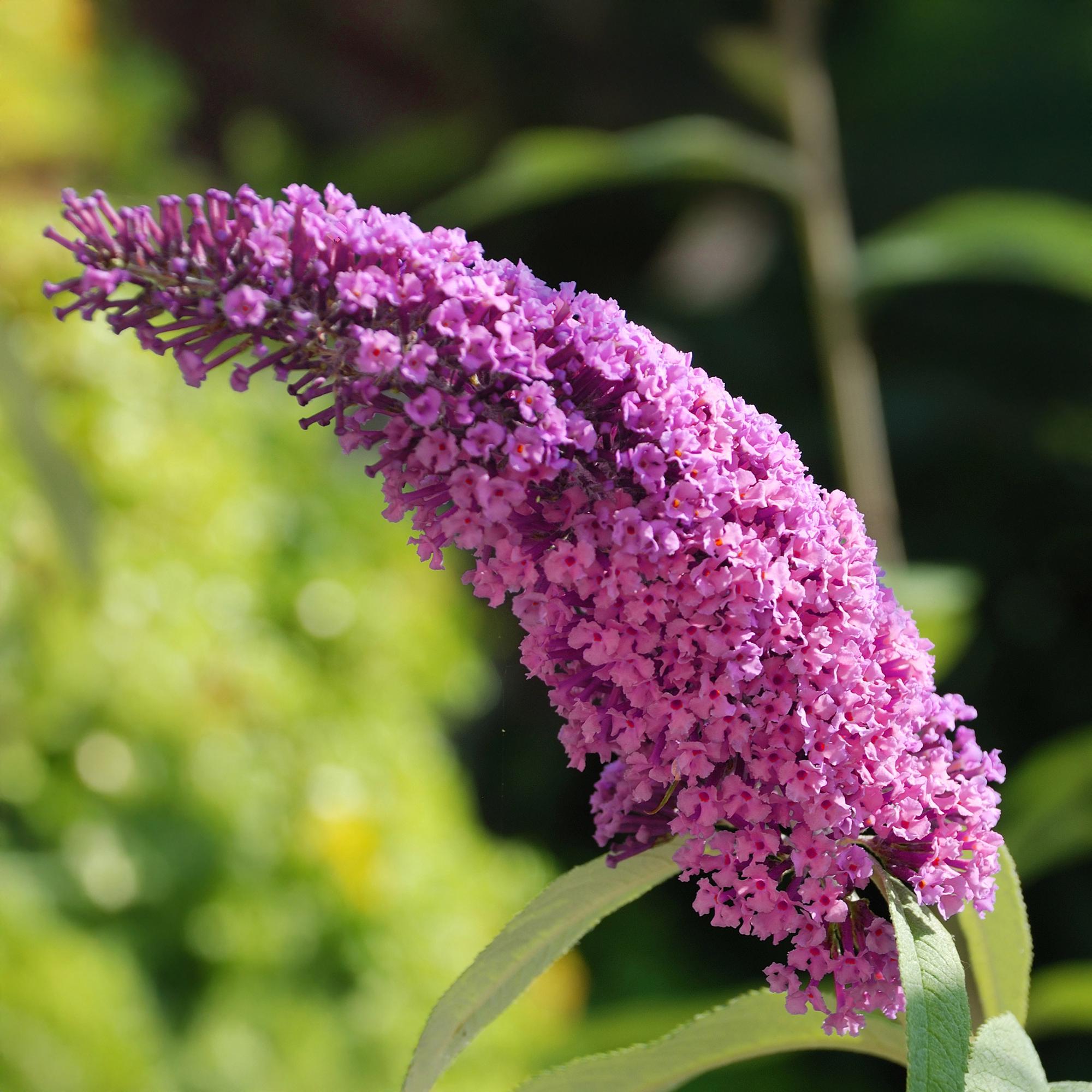 green-guardia-buddleja-pink-delight-schmetterlingsstrauch-17-cm image 3