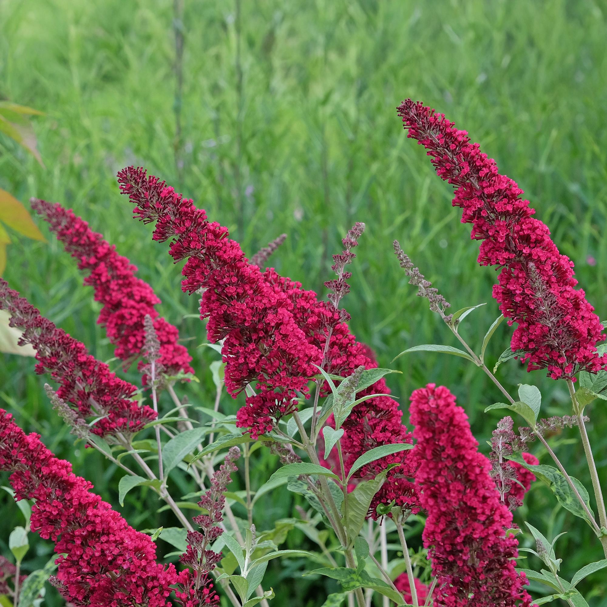 green-guardia-buddleja-royal-red-schmetterlingsstrauch-17cm-rot image 4