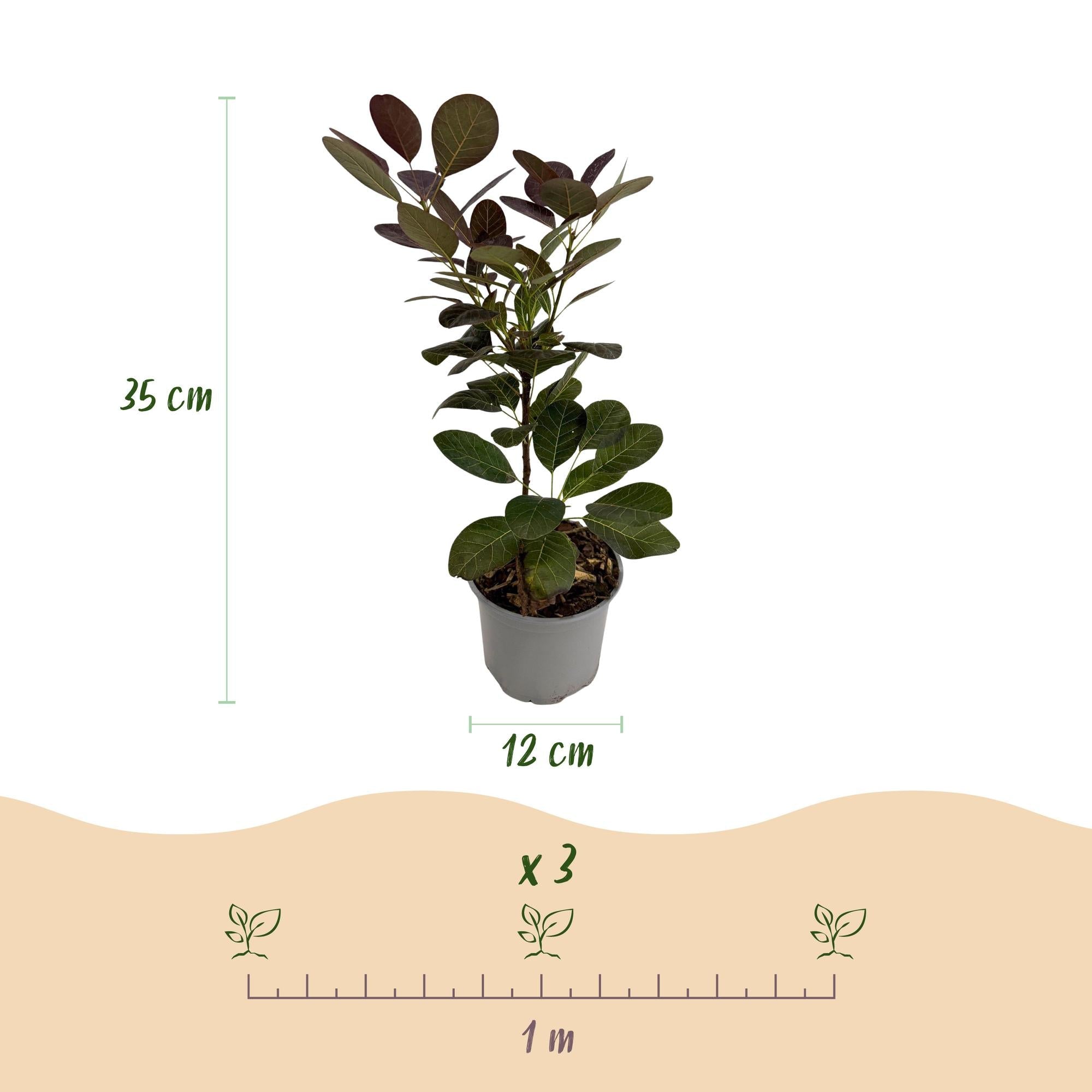 green-guardia-cotinus-royal-purple-zierstrauch-12-cm-topf-lila image 2