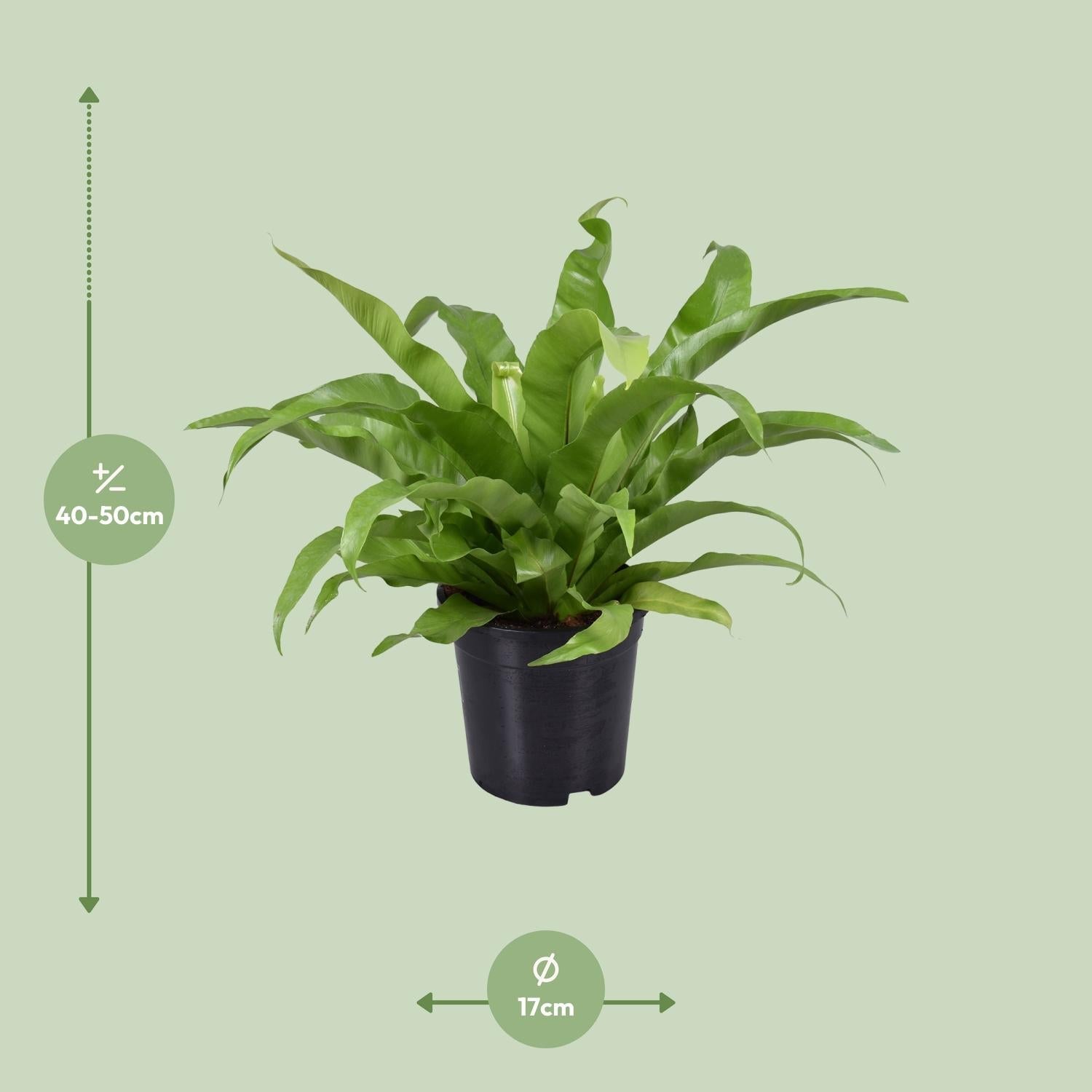 green-guardia-unsere-pflanzen-asplenium-nestfarn-17-cm-45-cm image 2