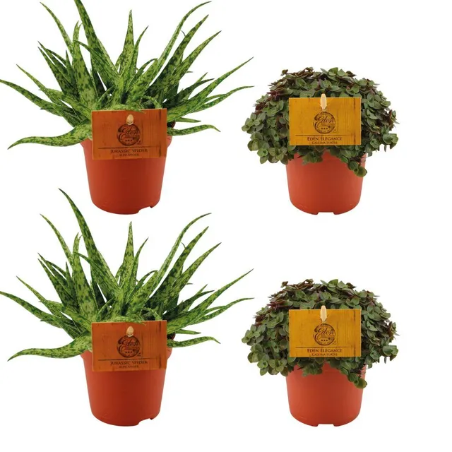 green-guardia-unsere-pflanzen-aloe-spider-zimmerpflanzen-set-4x image 1