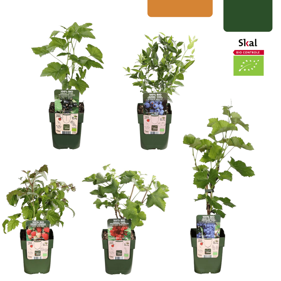 green-guardia-fr-chte-oase-bio-obstpflanzen-set-5-sorten-beerenmix image 1