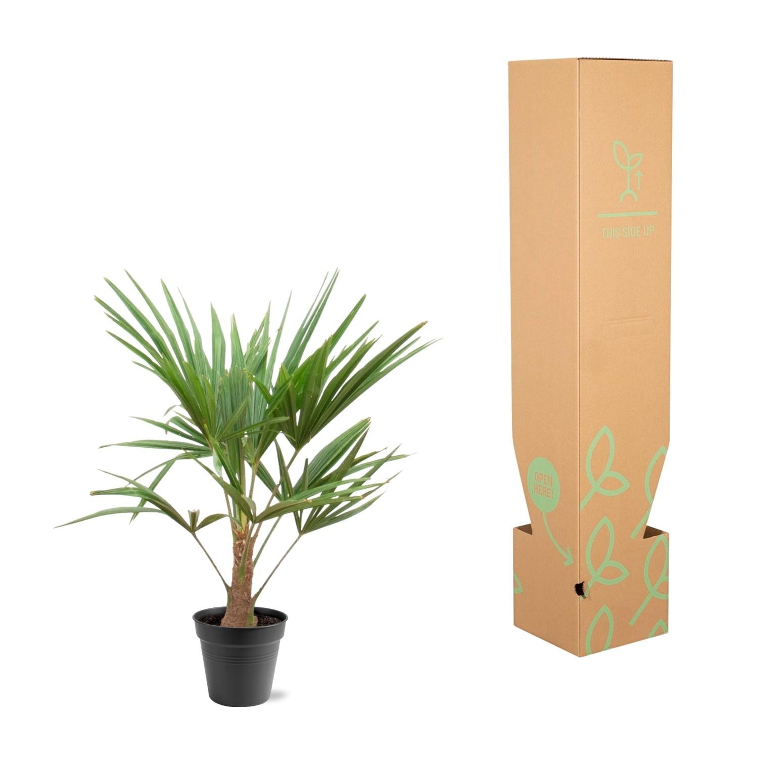 green-guardia-trachycarpus-fortunei-palme-21-cm-topf-100-cm image 3