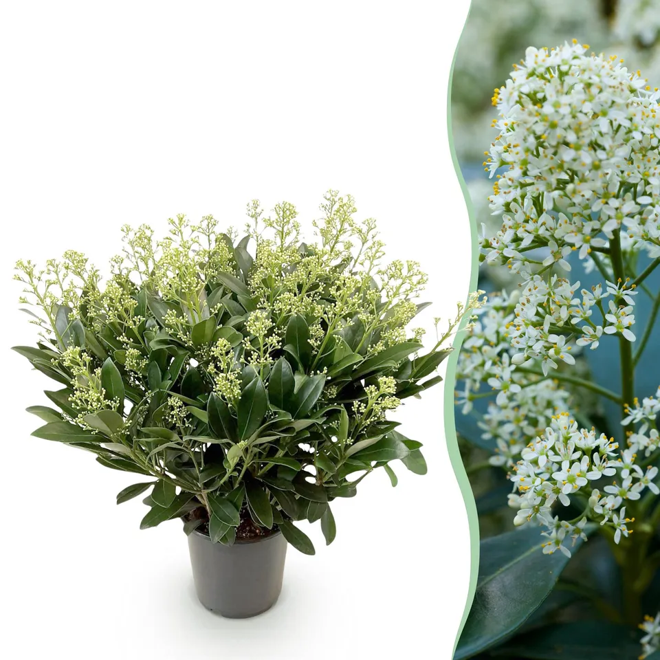 green-guardia-skimmia-finchy-wei-e-bl-ten-1-pflanze image 1