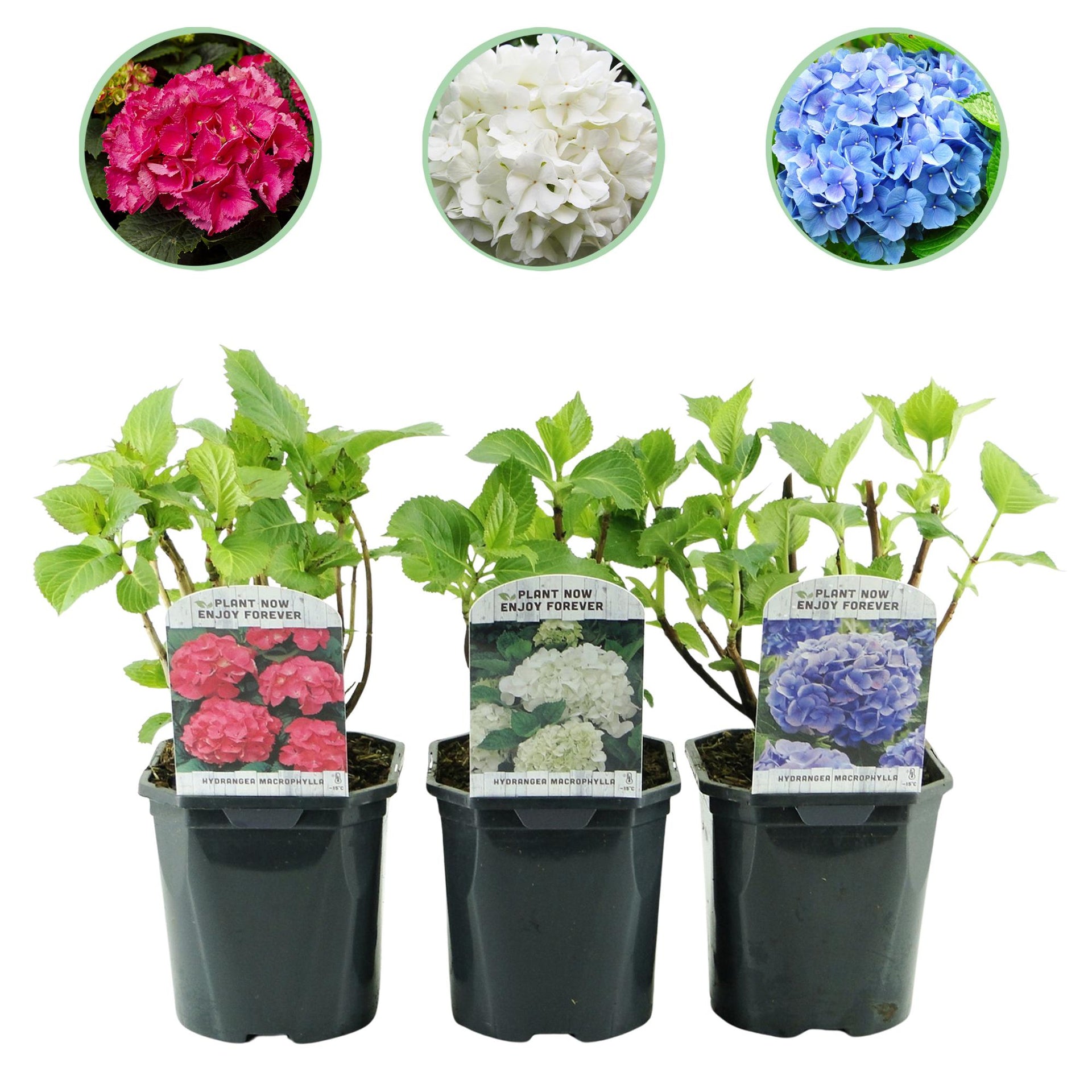 green-guardia-unsere-pflanzen-hydrangea-tricolour-hortensie-3er-set-bl-hend image 1