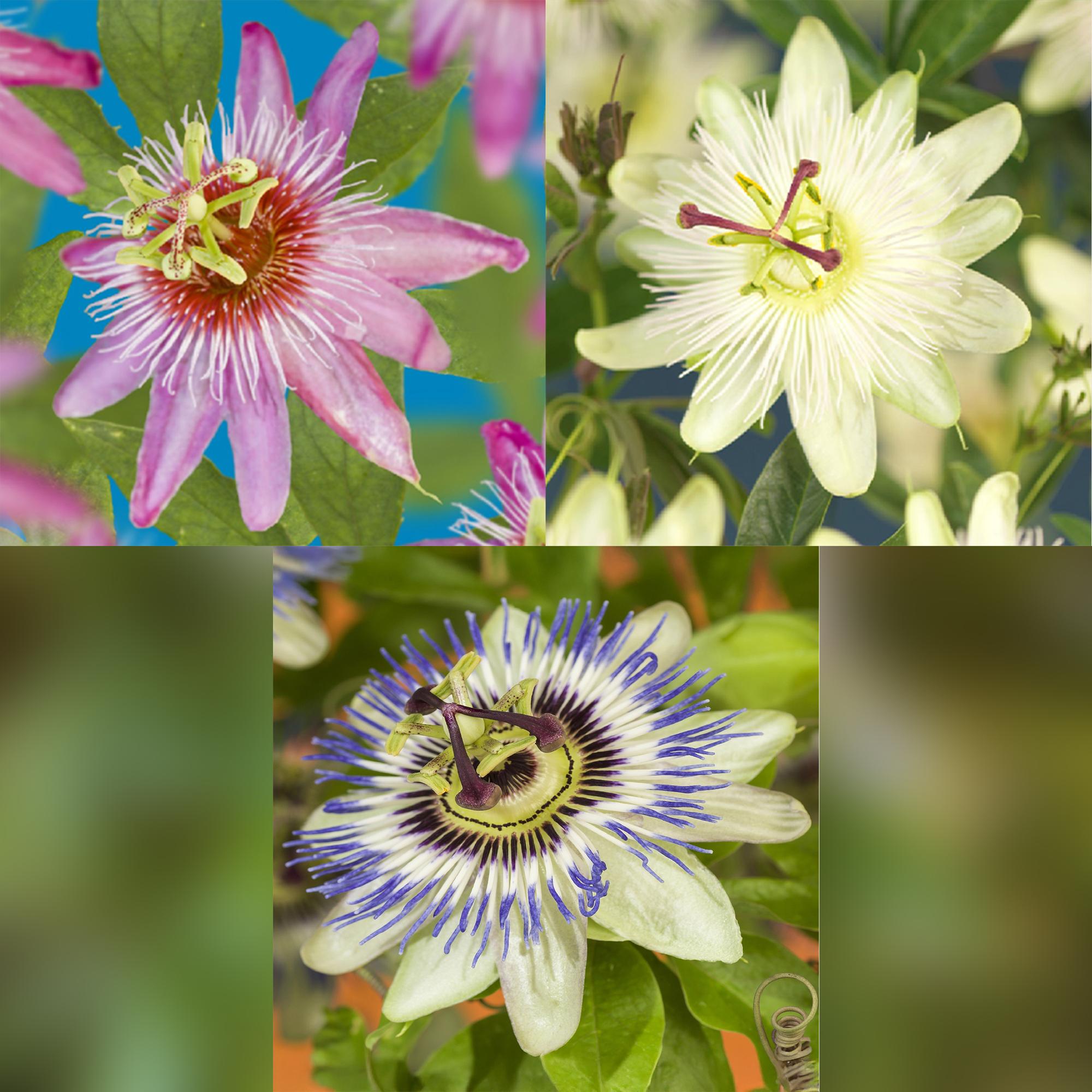 green-guardia-passionsblume-tricolour-kletterpflanze-3-pflanzen-rosa image 3