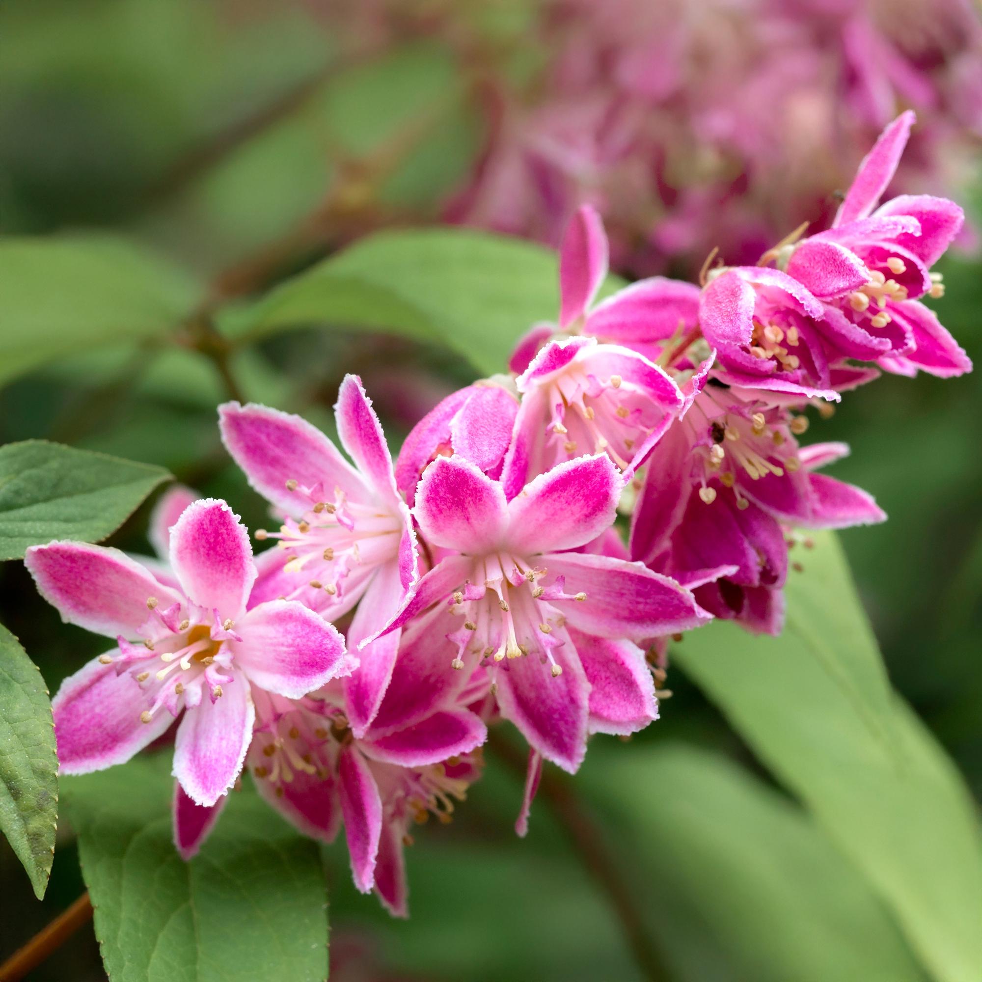green-guardia-deutzia-strawberry-fields-zierstrauch-45-cm image 3