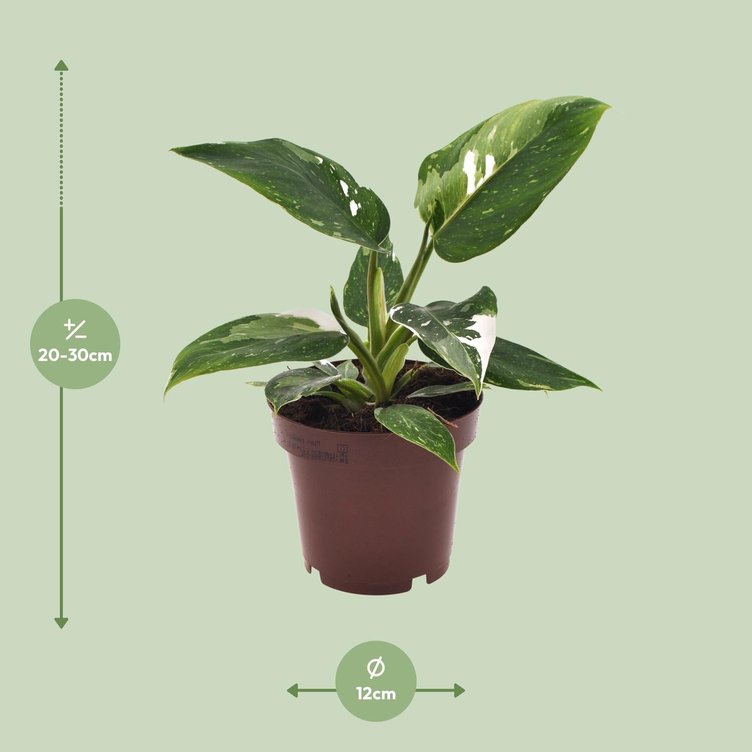 green-guardia-philodendron-white-princess-baumfreund-12-cm-topf image 2