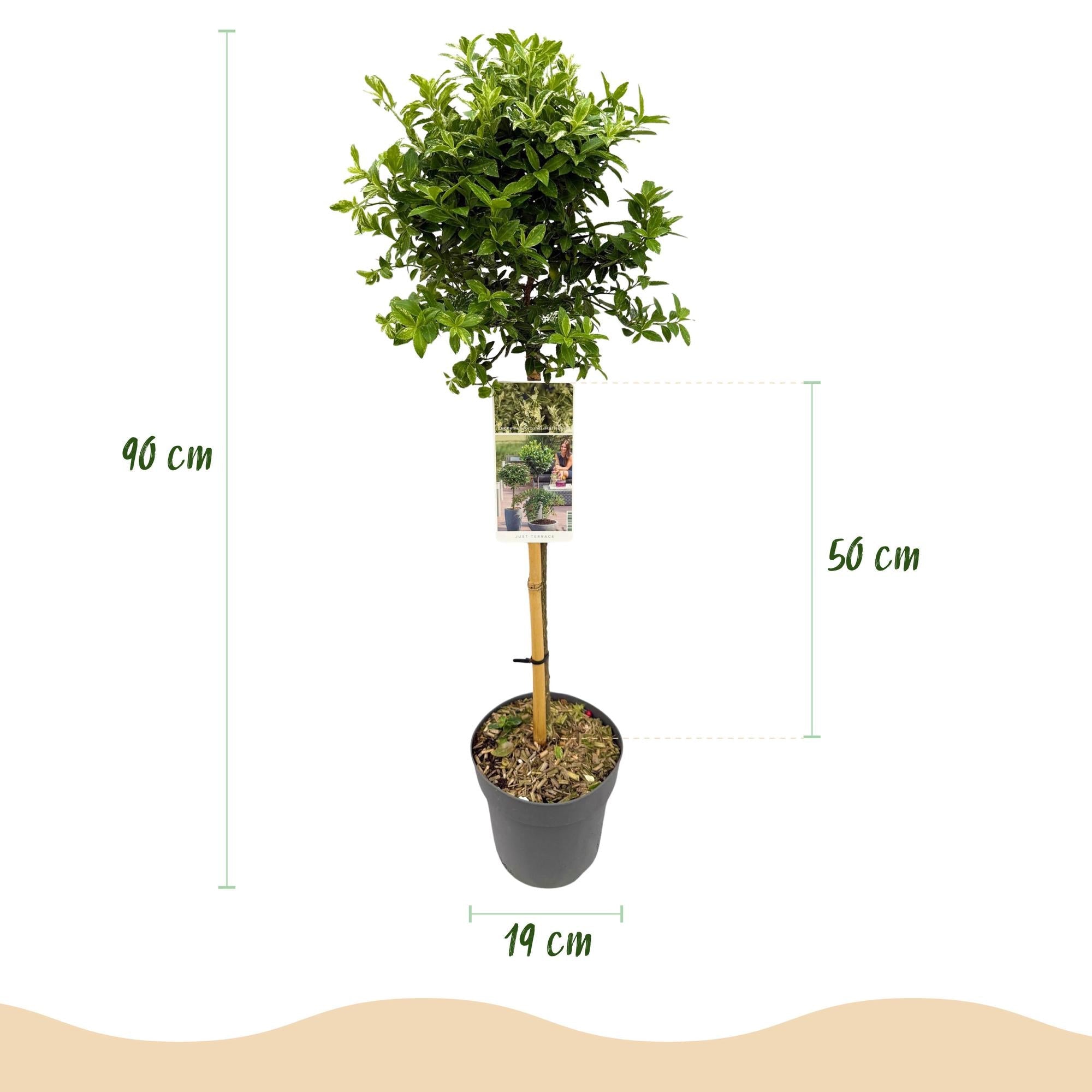 green-guardia-harlequin-euonymus-fortunei-st-mmchen-90-cm-im-19-cm-topf image 2