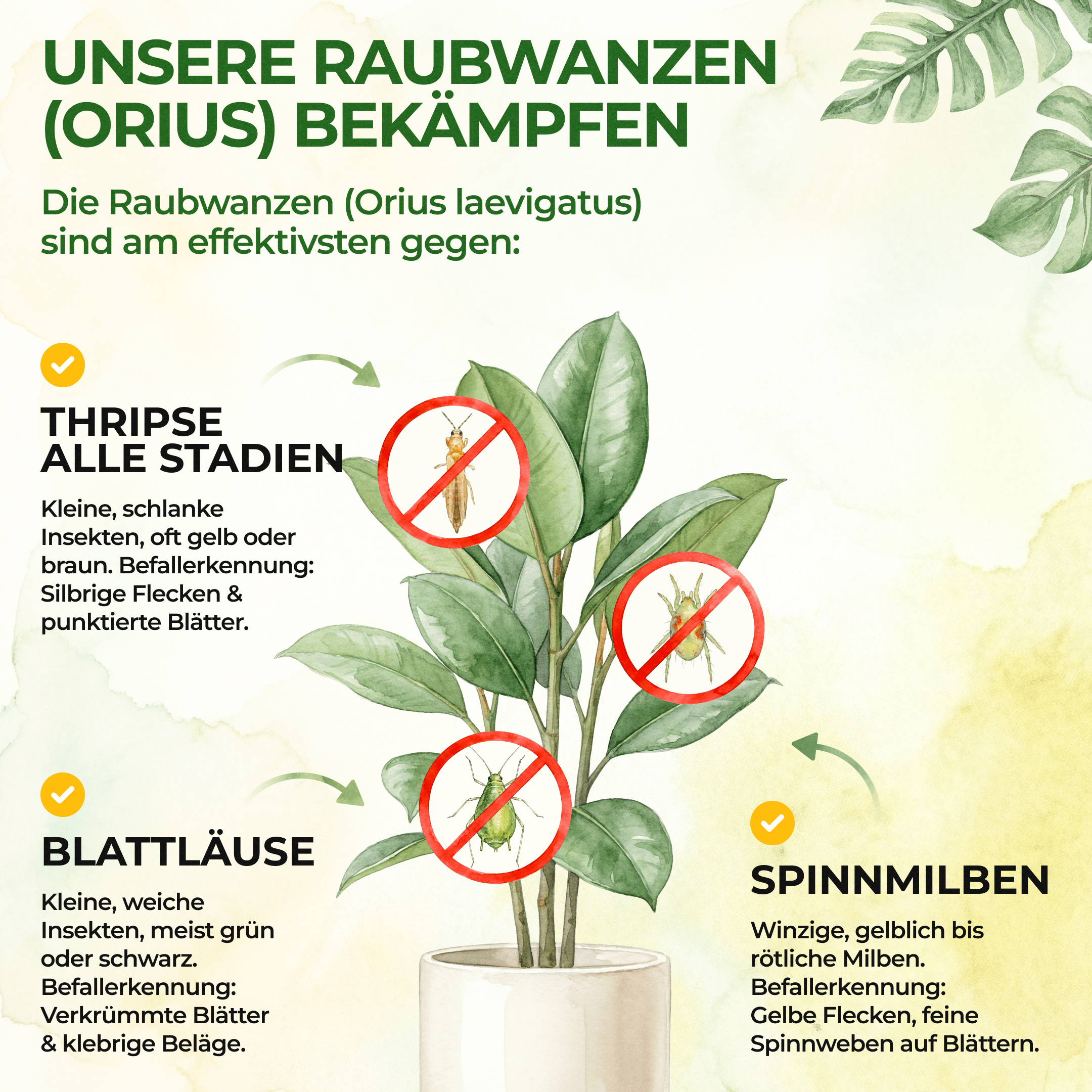 green-guardia-orius-raubwanzen-gegen-thripse-30-n-tzlinge-5-10-m image 2