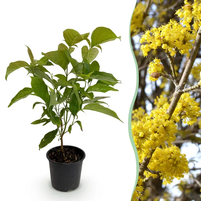 green-guardia-unsere-pflanzen-cornus-mas-zierstrauch-12cm-gelb image 1