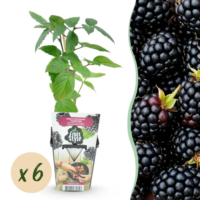 green-guardia-brombeere-thornfree-obstpflanze-6x-dornenlos image 1