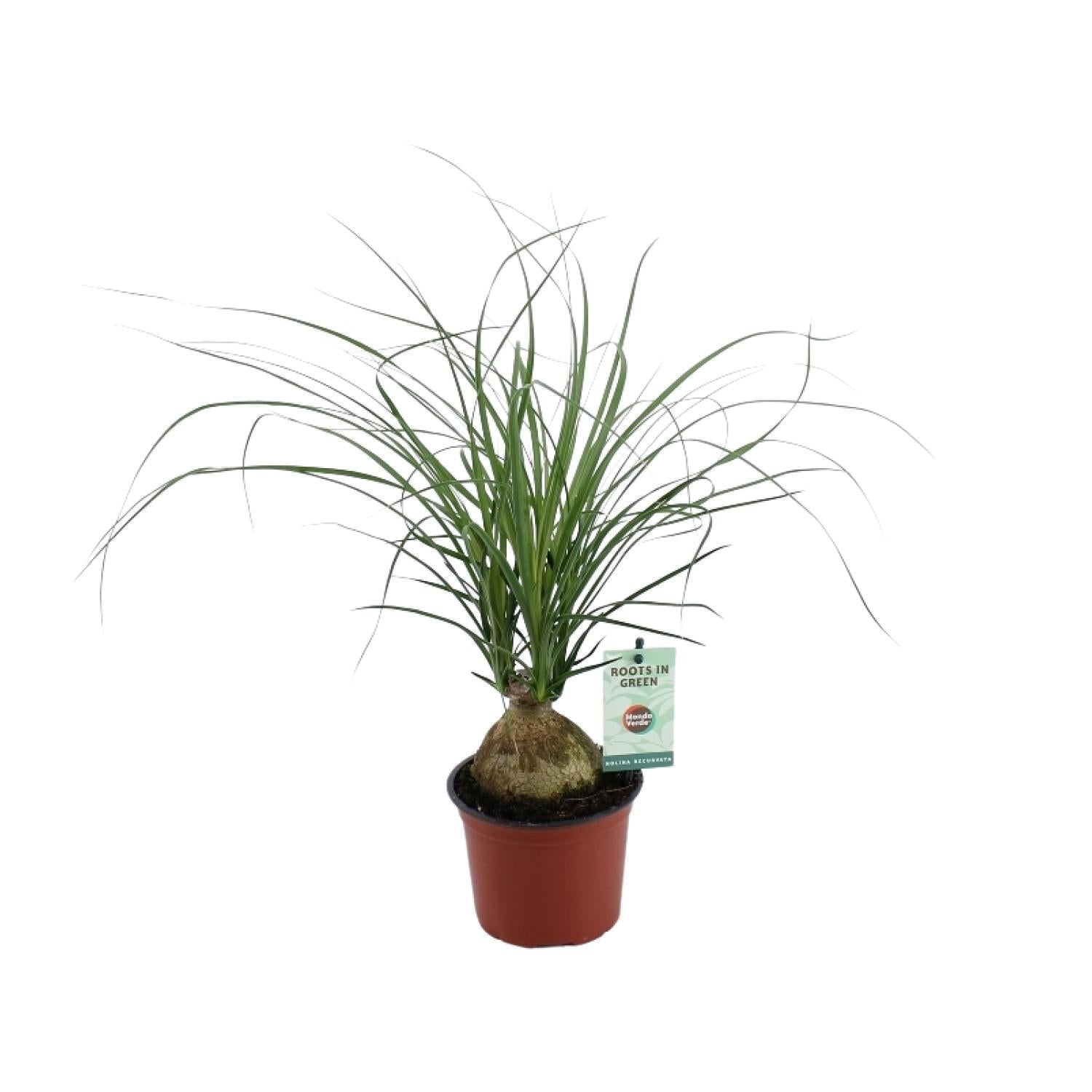 green-guardia-elefantenfu-beaucarnea-zimmerpflanze-45-cm image 1