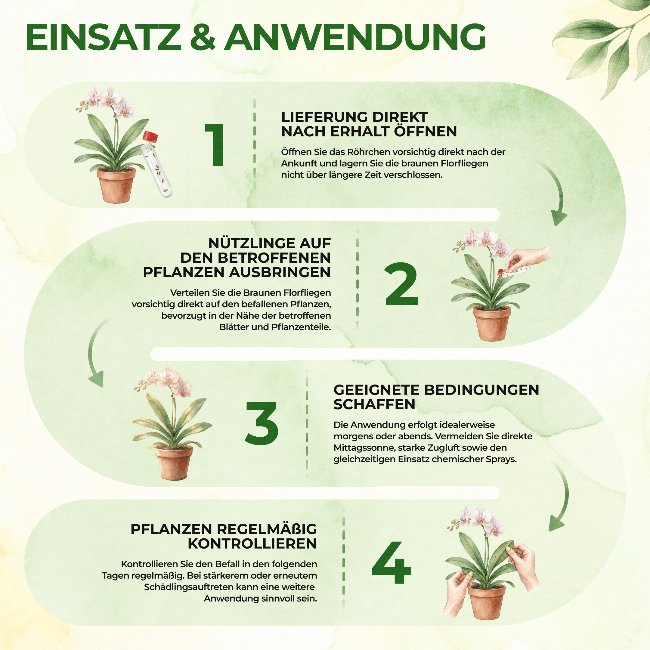green-guardia-braune-florfliegen-n-tzlinge-1-r-hrchen-1-2m image 4