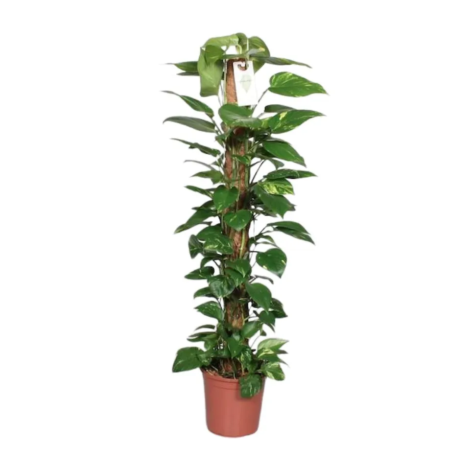 green-guardia-unsere-pflanzen-efeutute-epipremnum-80cm-moosstab image 1