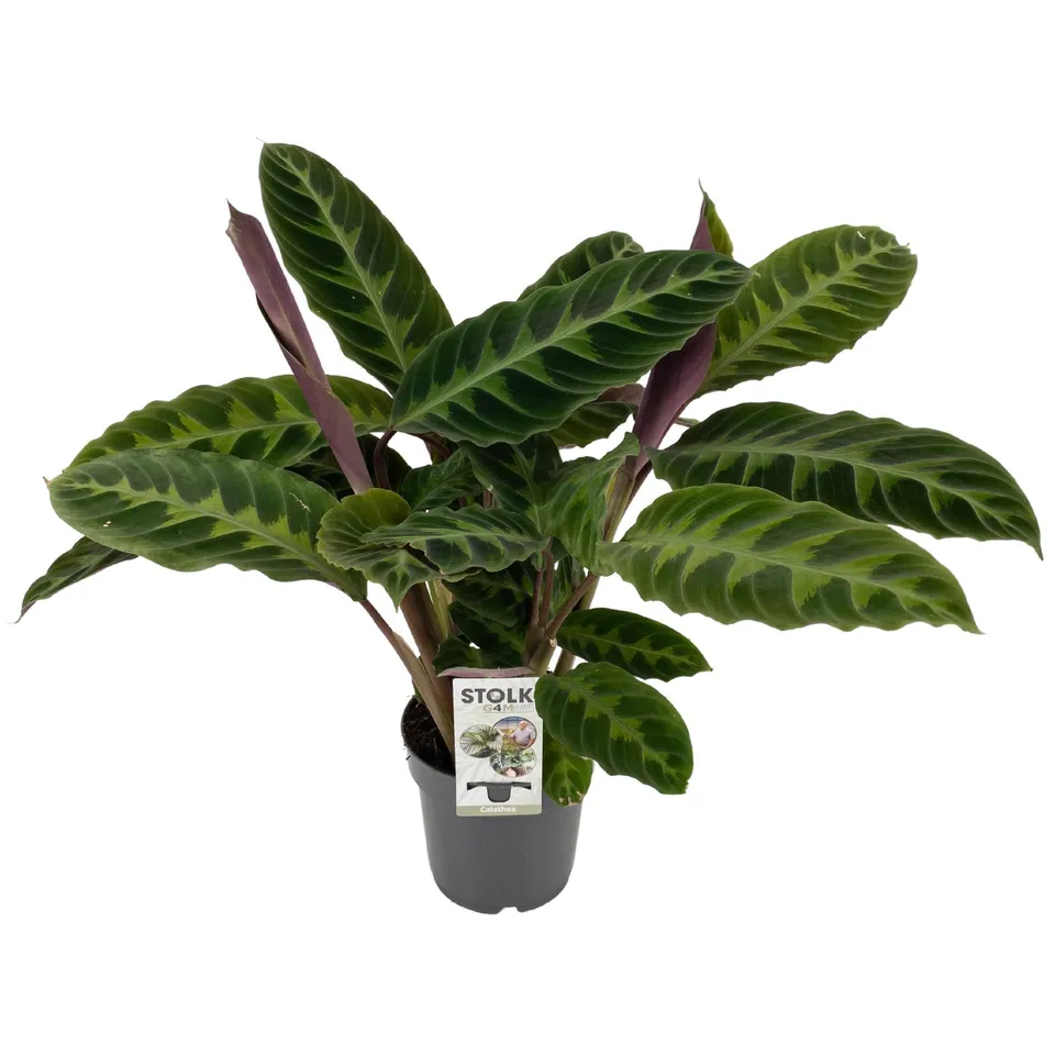 green-guardia-unsere-pflanzen-calathea-warscewiczii-korbmarante-50-cm image 1
